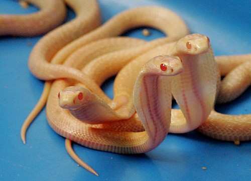 斯里兰卡白化眼镜蛇生下13条蛇宝宝
