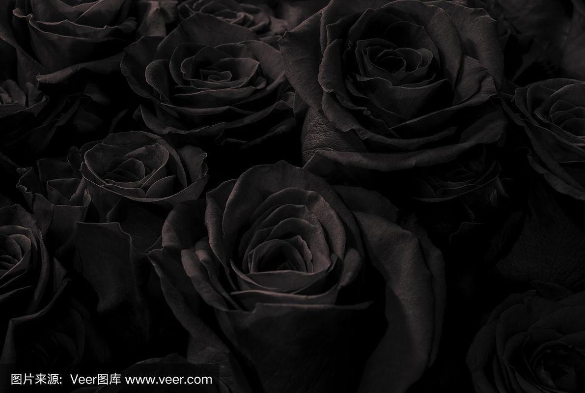 孤立在黑色背景上的黑玫瑰.玫瑰贺卡