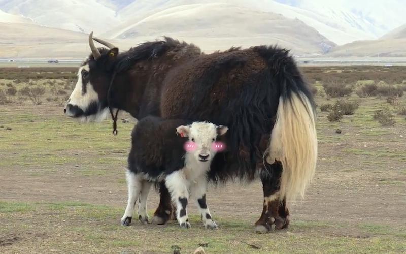 牦牛奶粉厂家:可爱的小牦牛吃奶发现被拍摄,害羞不吃了!