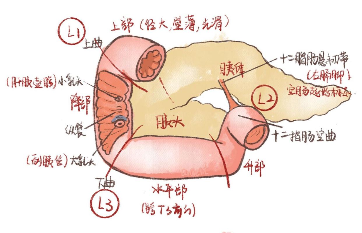 系统解剖//手绘图谱 下消化道 内脏学-消化系统-下消化道-胃,十二指肠