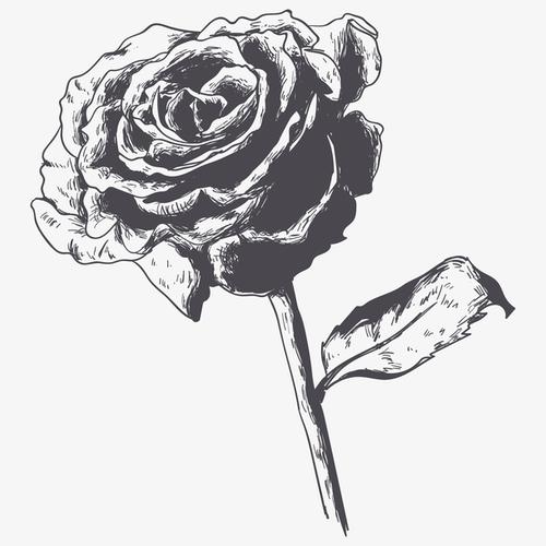 一支美丽的玫瑰素描画素材免费下载_觅元素