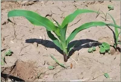 苗期生长,如播种时每亩施入3千克的磷酸二铵,可有效防治玉米苗期发黄