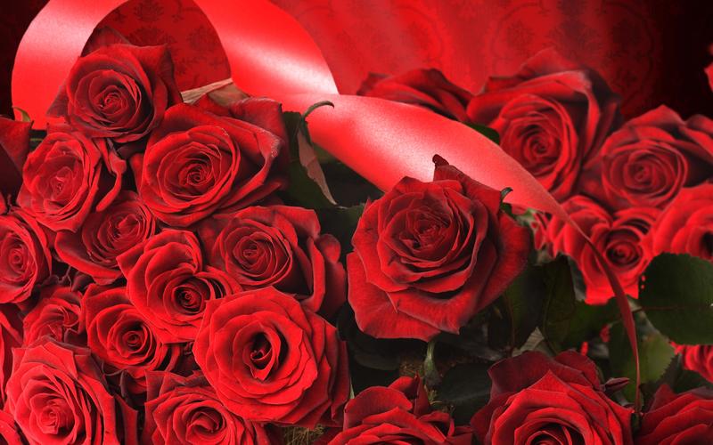 情人节唯美浪漫鲜艳红玫瑰花高清特写桌面壁纸(四)