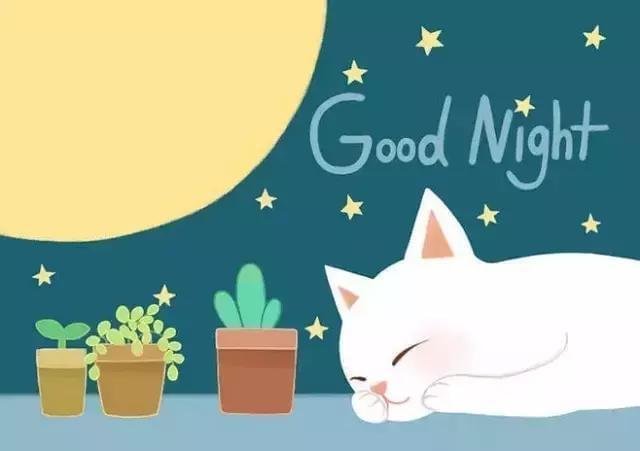 萌猫壁纸——晚安喵,全集大赏!