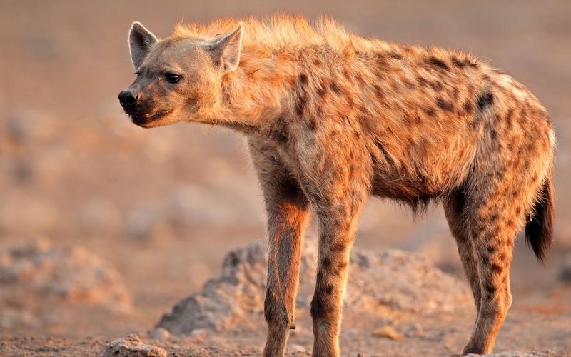 非洲二哥斑鬣狗敢与狮群争食掏肛猎杀绝技名震江湖