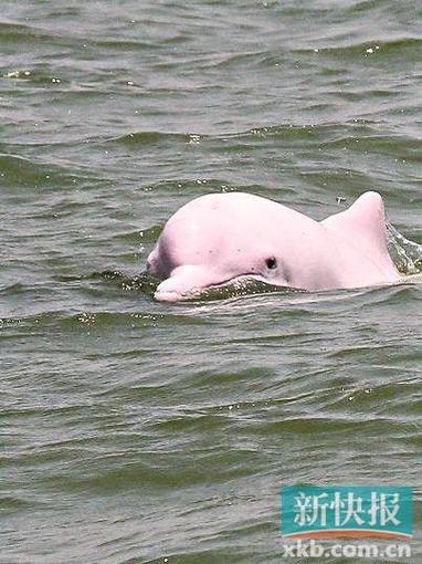 中华白海豚游入广州珠江水域专家呼吁市民做好保护工作