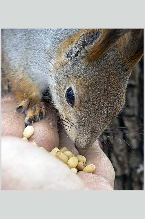 小松鼠动物吃松果图片