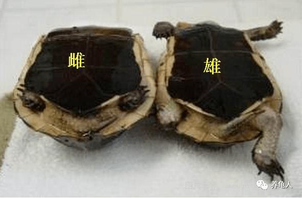 有朋友养了很多年的乌龟分不出公母如何鉴定宠物龟的性别