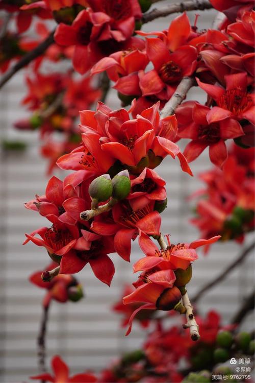 红棉——广州市花