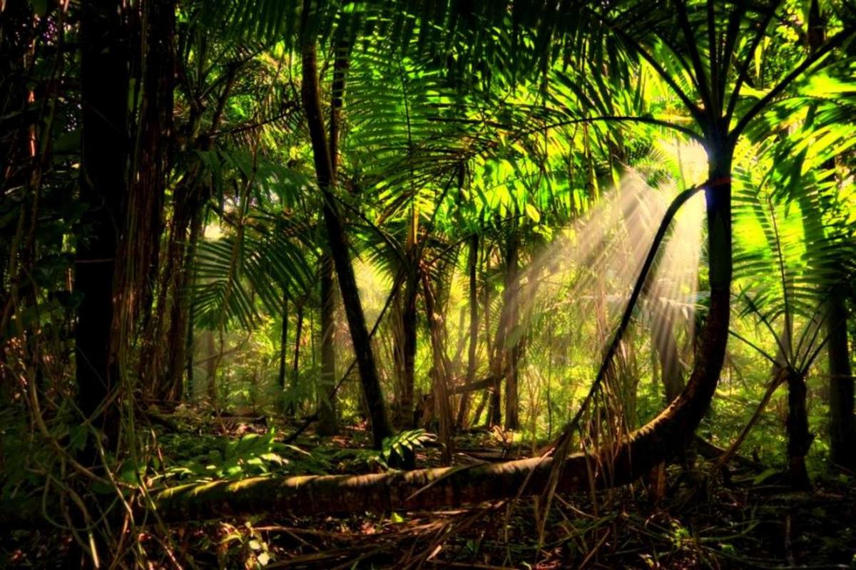 亚马逊,热带雨林,风光,自然风景,壁纸亚马逊雨林