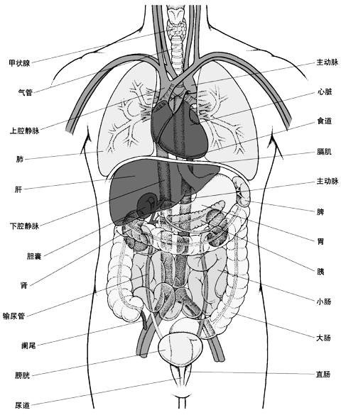 腹网膜2.腹部脏器分布图(前面观)1.人体内脏分布概观简图