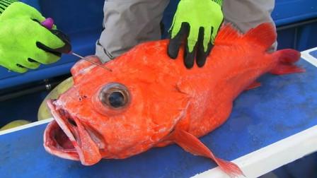 巨型大红鱼,大厨为了好吃一根银针直接毙命,真是不忍心看了