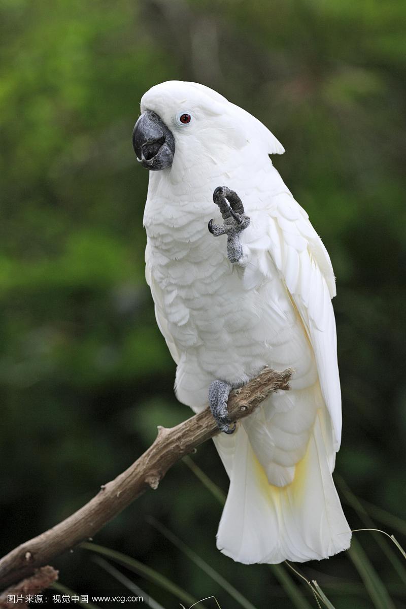 白色凤头鹦鹉(白凤头鹦鹉),成年,抬起脚