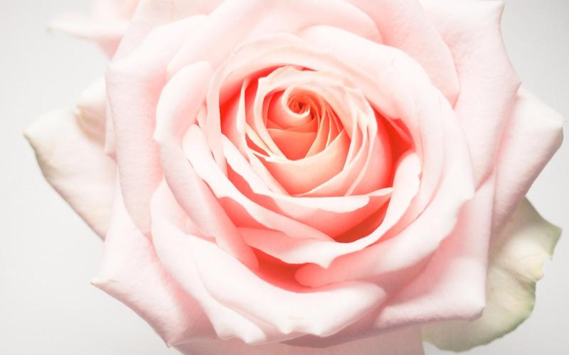 小清新唯美玫瑰花暖心花语,鲜花-回车桌面