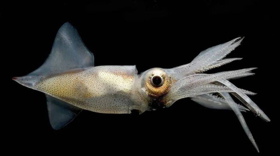 神奇动物在海洋(五十七):荧光鱿:海洋里也有自己的"萤火虫"_鱿鱼_猎物
