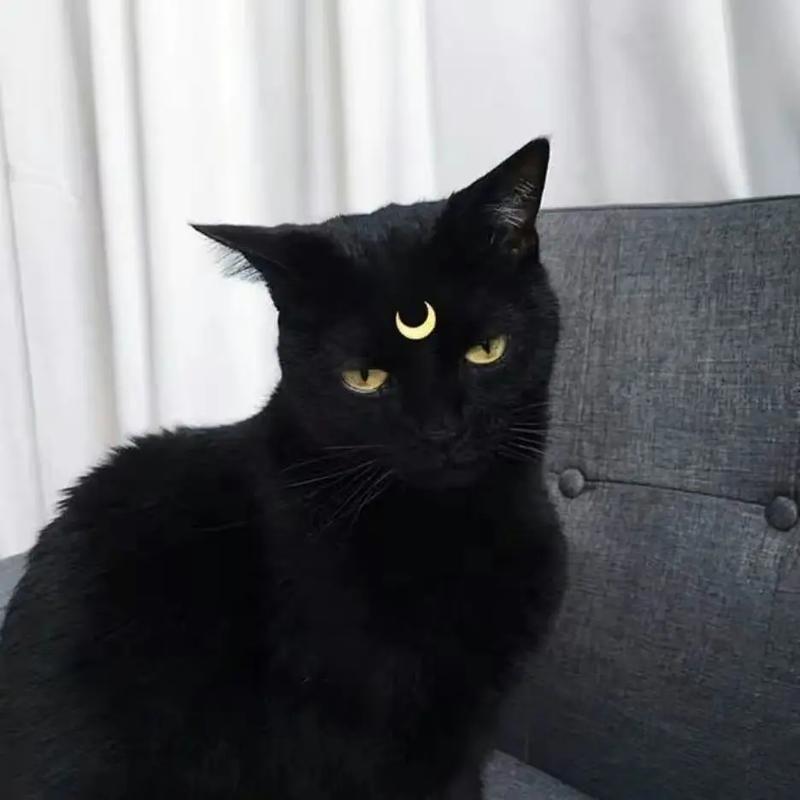 小黑猫#黑猫 #头像 #可爱小精灵  - 抖音