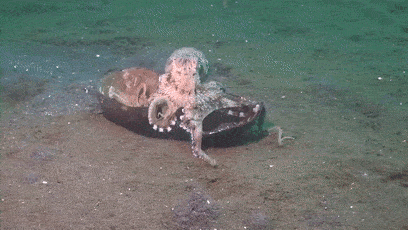 章鱼抱着宝贝在海底狂奔,网友:这是只假章鱼吧,在海里用脚跑?