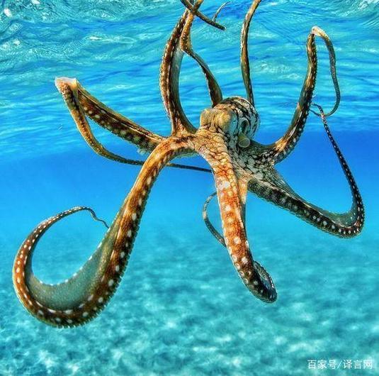 罕见"七爪"章鱼现身华盛顿海湾,好似外星生物,真的少一足吗?