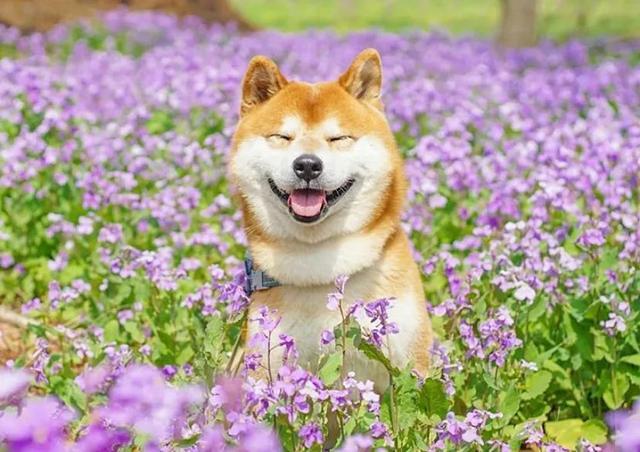 100张柴犬与花的合照治愈的笑容圈粉30000人