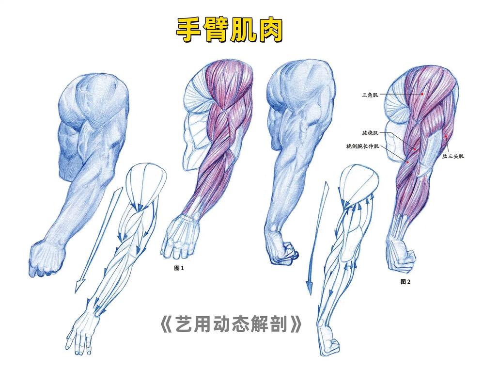 手臂肌肉解剖.