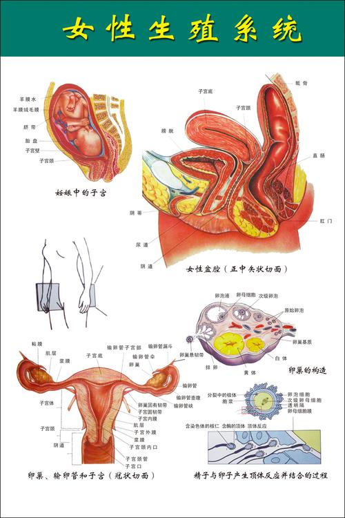 《女性生殖系统》医院大挂图人体经络穴位图中医养生保健海报