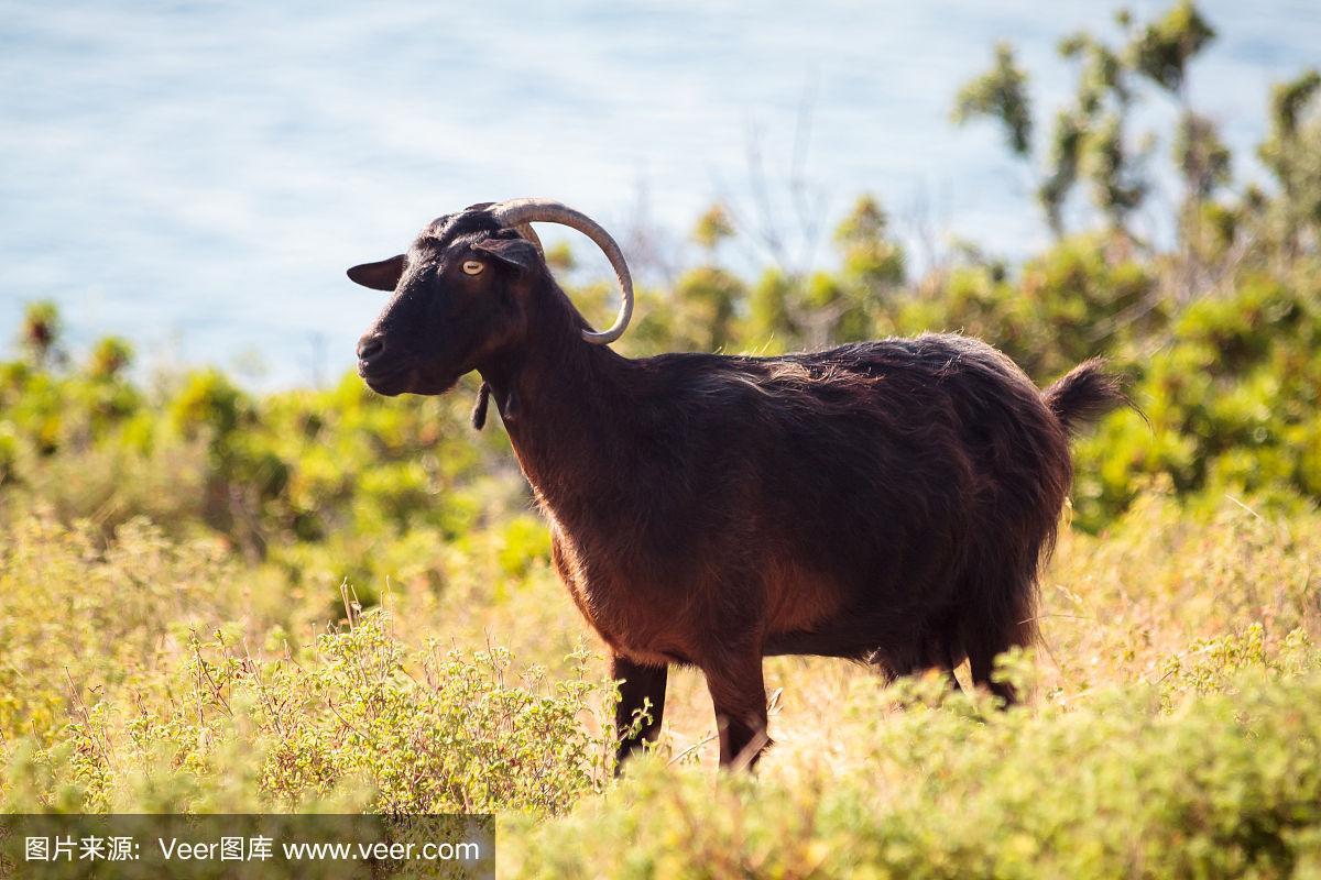 红山羊在萨索斯岛吃草.