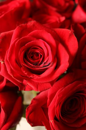 美丽的玫瑰花摄影图片照片免费下载,正版图片编号,就