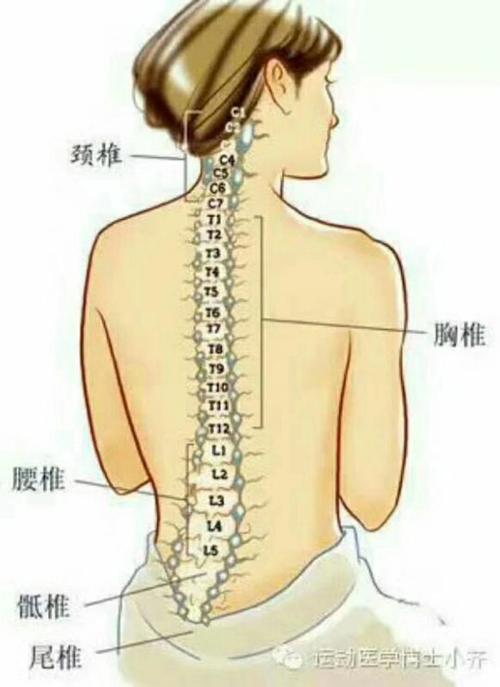颈椎,腰椎,胸椎的分布