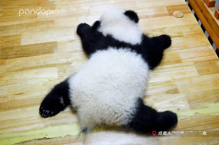出彩滚滚大熊猫的睡姿难度大揭秘