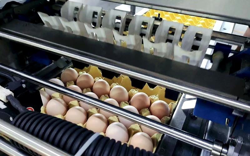【振野】升级款1万枚自动化鸡蛋分级大小盒包装机@蛋品装托机@鸡蛋装