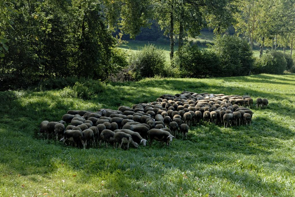 一群羊,群羊正在吃草,在农场里
