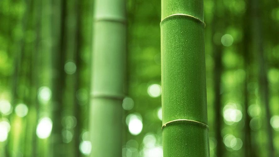 绿色竹子背景清新护眼高清电脑壁纸