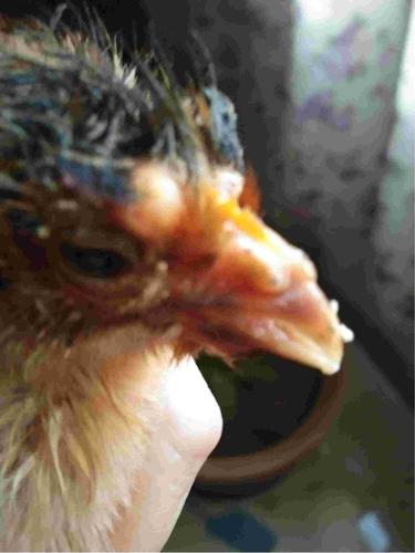 你好我家养了一只小鸡上星期看着一只眼皮上起了个小疙瘩没在意前两天