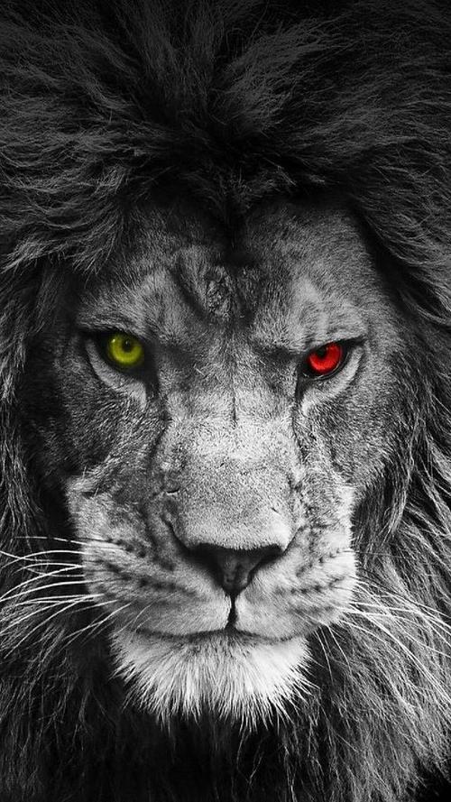 每天与狮子对视30秒,会让你的眼神变得越来越坚定,雄心越来越强烈!