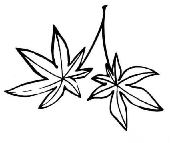 简笔画枫叶植物简笔画步骤图片枫叶简笔画步骤图解有关枫叶简笔画图片