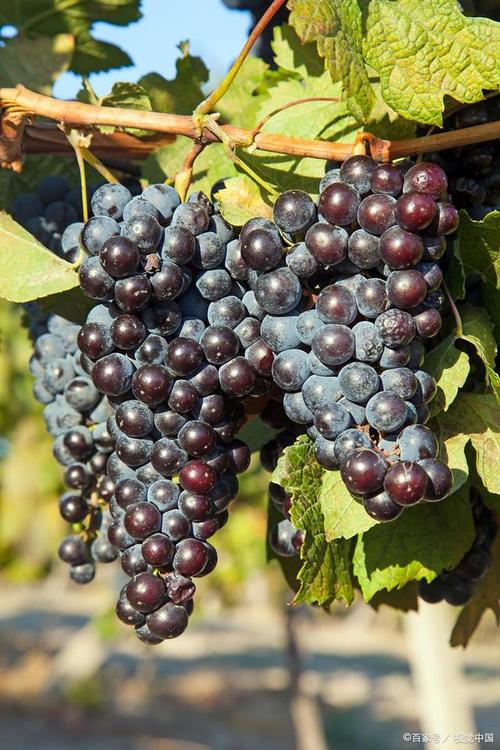 大葡萄是什么品种
