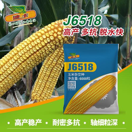 迪卡玉米种子 正品保障 高产多抗 j6518 适宜种植积温2150-2200—粮油