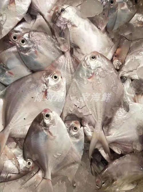 不鲜包赔天然白仓仔鲳鱼新鲜冷冻水产鲜活海鱼其它