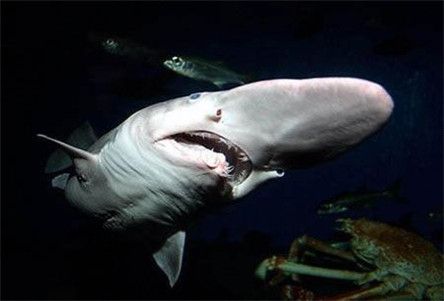 长相怪异的鲨鱼:哥布林鲨 长长的"鼻子"