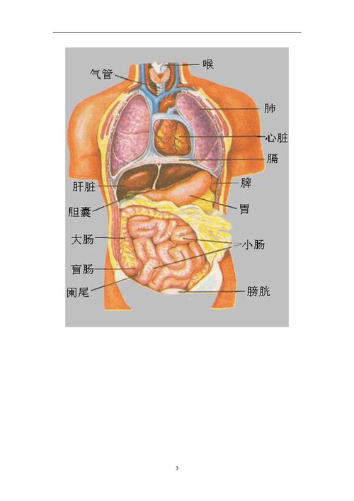人体内脏位置图1doc10页