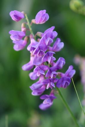 紫色串花