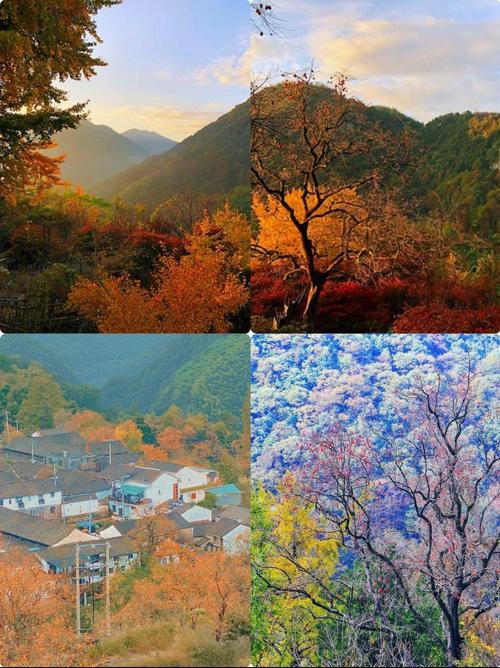 余姚柿林村:秋天的赏秋秘境 秋天是最美的季节,硕果累累,色彩斑斓的