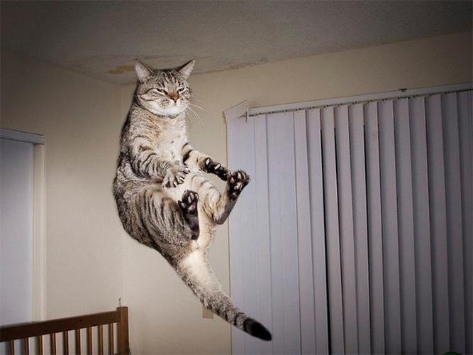 动物趣图,猫咪跳跃的瞬间被抓拍-搜狐大视野-搜狐新闻
