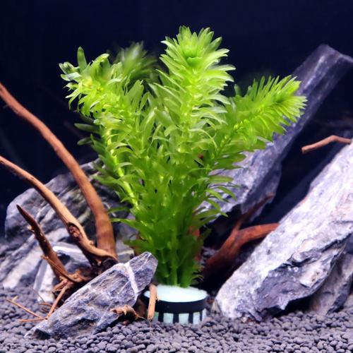 鱼缸草缸植物藻类金鱼藻金鱼装饰蜈蚣造景生态水草