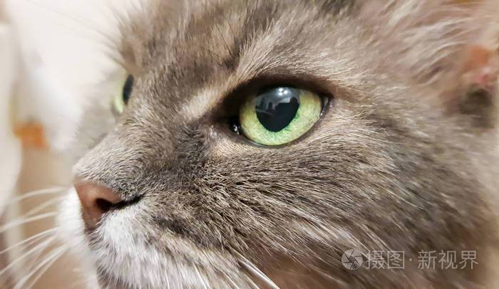 深绿色猫眼特写灰色成年长毛猫系列白色背景的猫头特写镜头猫在等食物