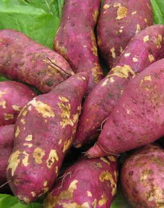     苏薯八号(黄皮):特高产,特早熟,特抗病的红薯新品种,由