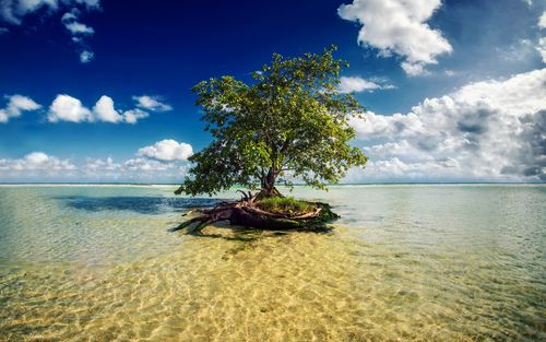玛雅海滨,墨西哥,在海水中的一棵树