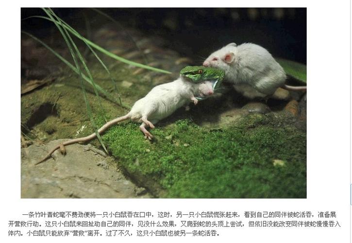 杭州动物园蛇吞小白鼠 鼠伴奋力营救