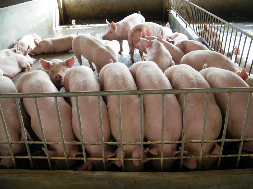 未来养猪业经营的三个选择,你知道吗?