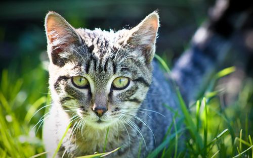 下载桌布 2880x1800 可爱的小猫在草地上,绿色的眼睛 桌面背景